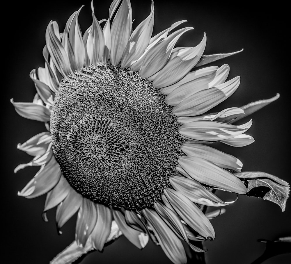 sunflower in grayscale photography