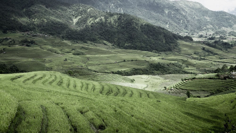 green rice terraces during daytime