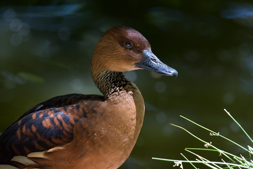 female Mallard duck