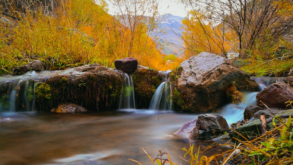 tranquil stream lined with trees at daytime