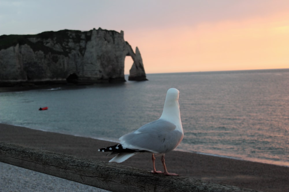 white and gray pigeon standing near body of water