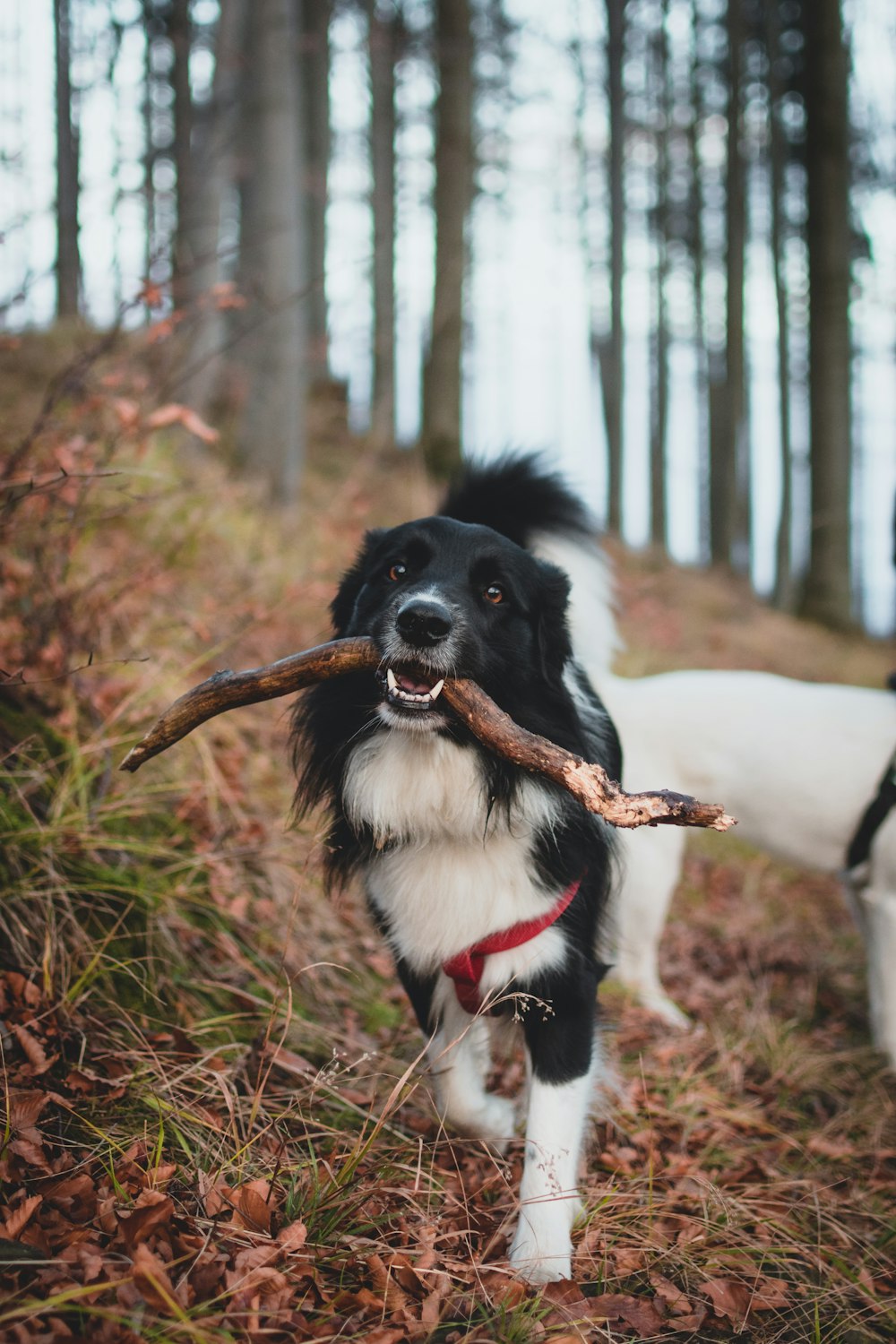 dog biting a stick beside another dog