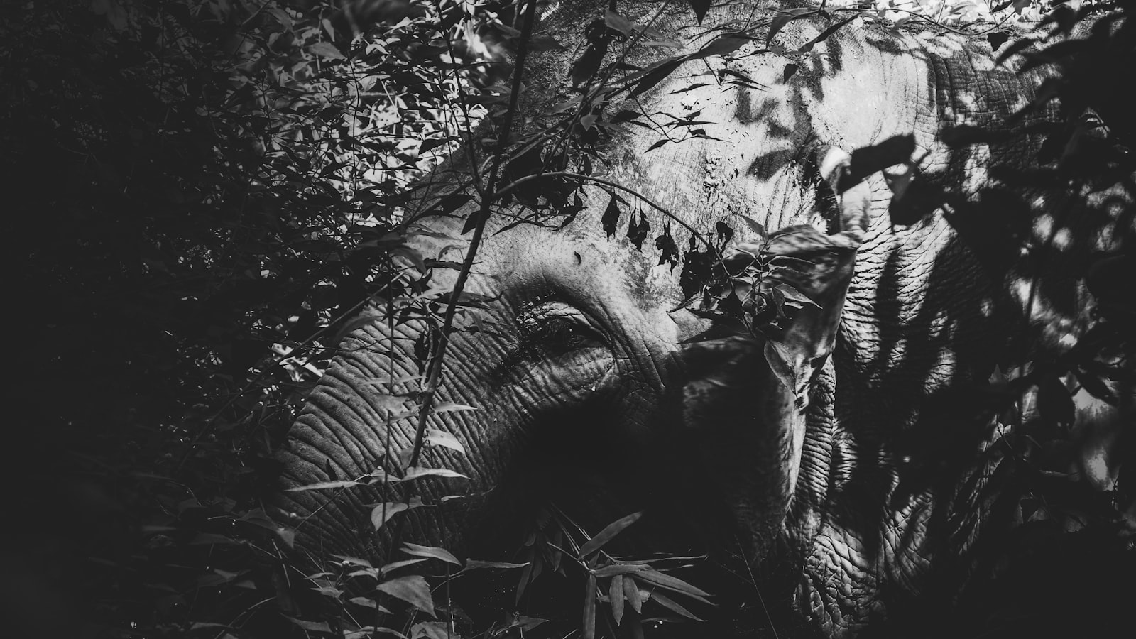 Olympus PEN E-PL8 + Olympus M.Zuiko Digital ED 40-150mm F4-5.6 R sample photo. Elephant by tree photography
