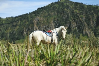 white horse on green grass