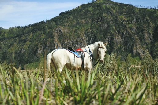 white horse on green grass