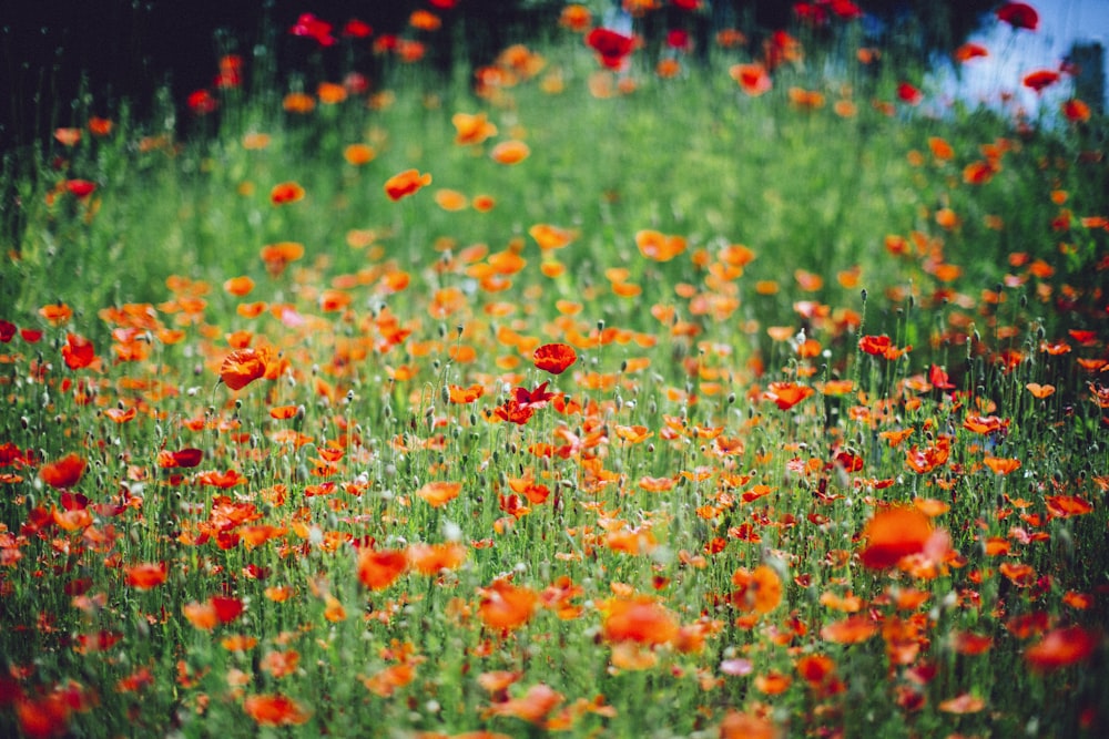 fleur de pétale rouge