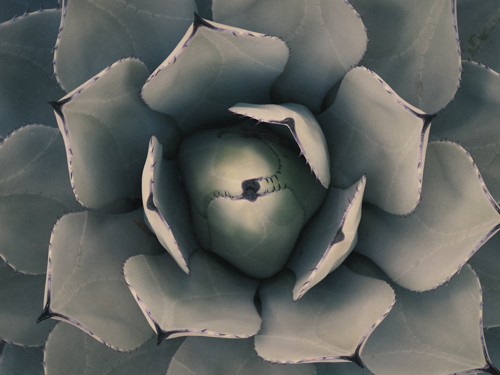 Fotografia fechada de planta suculenta branca