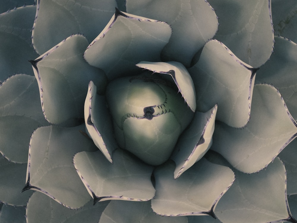 closed up photography of white succulent plant