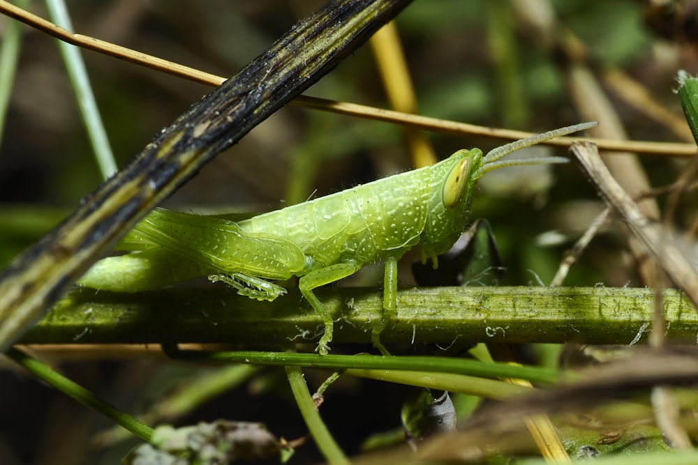 green grasshopper on twig