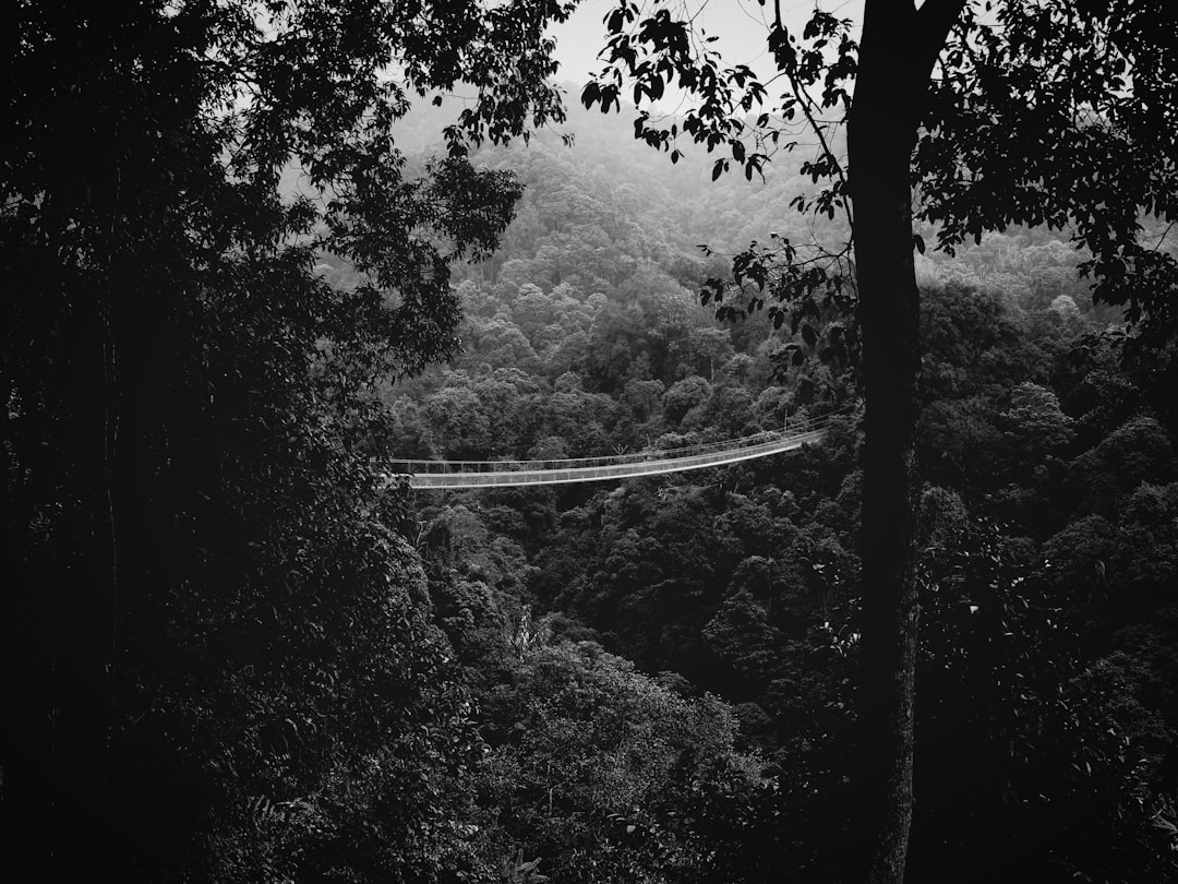 grayscale photo of hanging bridge