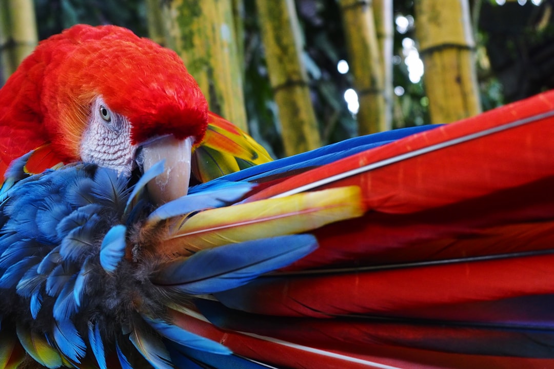 scarlet macaw wallpaper