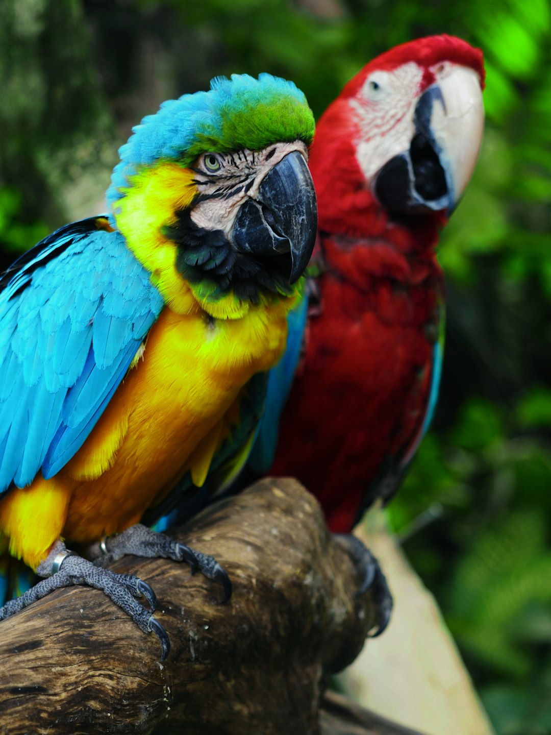 two blue and red macaw birds