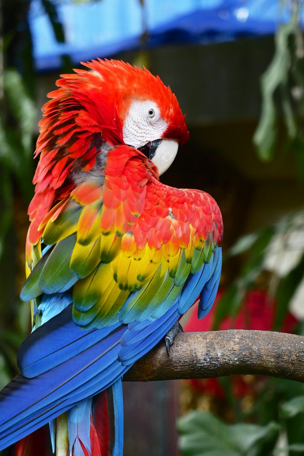 perching red-and-green macaw