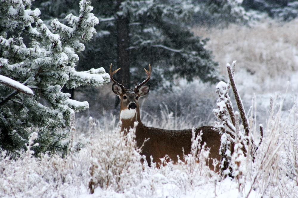 brown deer in the forest