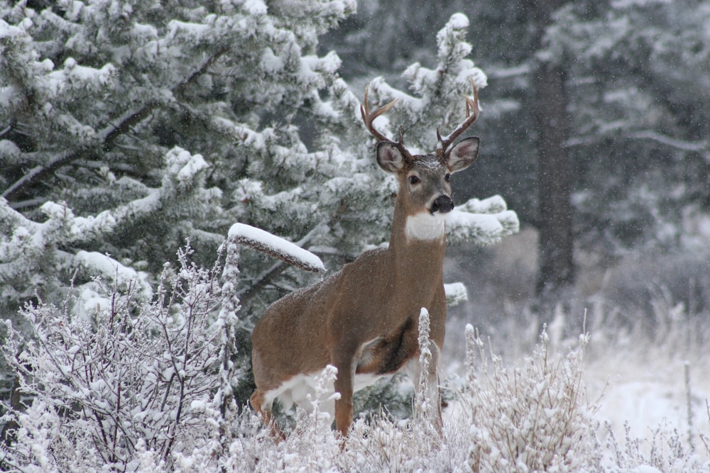 brown deer on forest