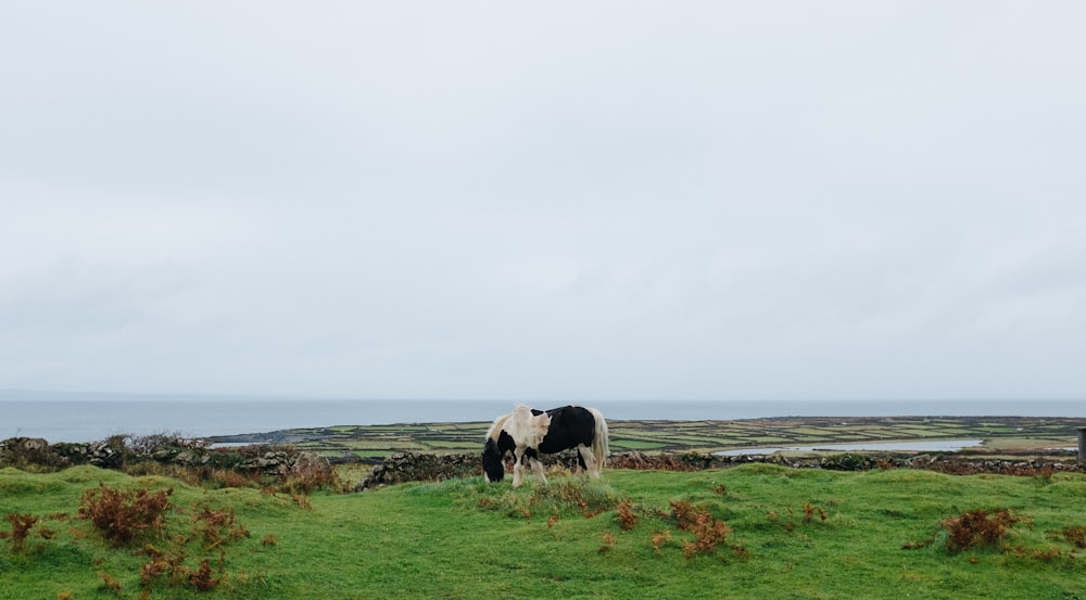 horse eating grass