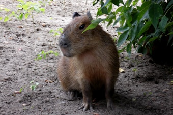 A capybara sits on a dirt ground next to some green foliage. Its fur is brown, and it appears to be calmly observing its surroundings in a natural setting.