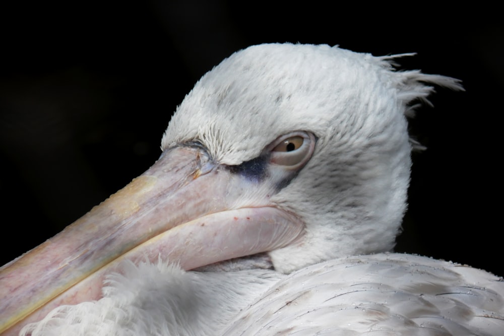 white pelican bird