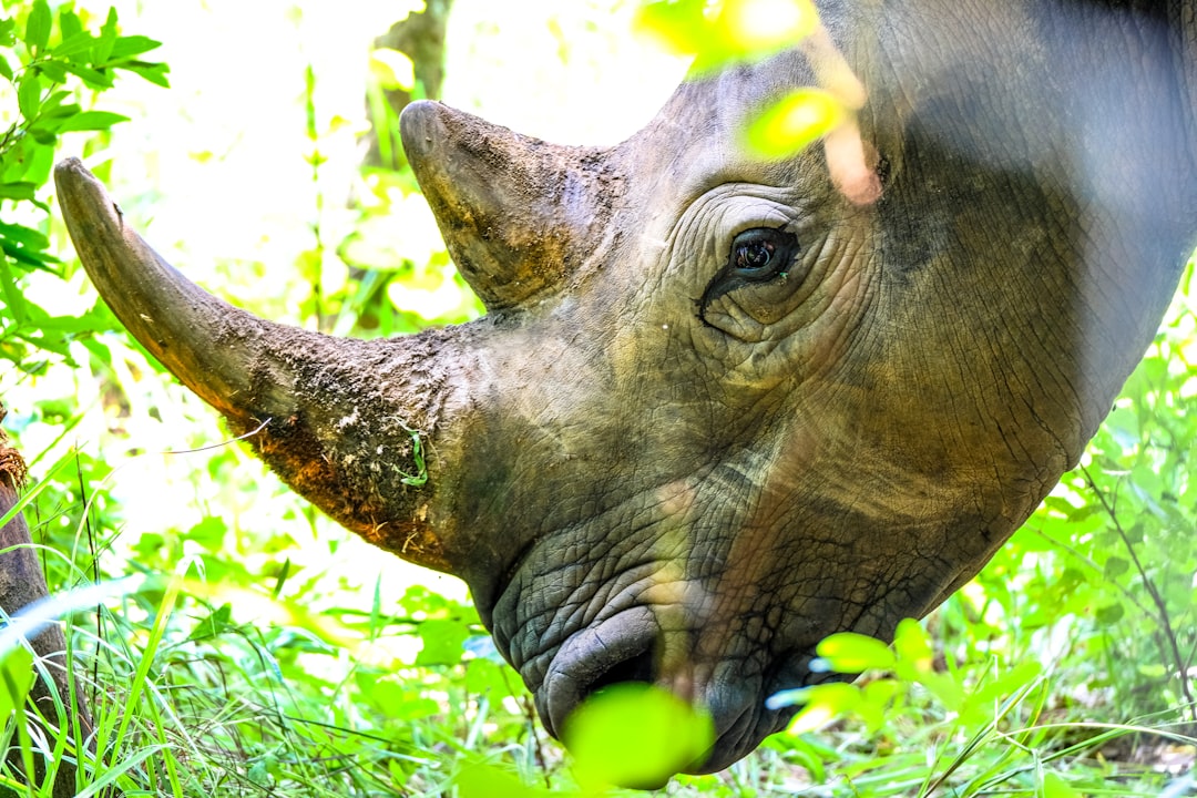 rhinoceros eating grass during daytime