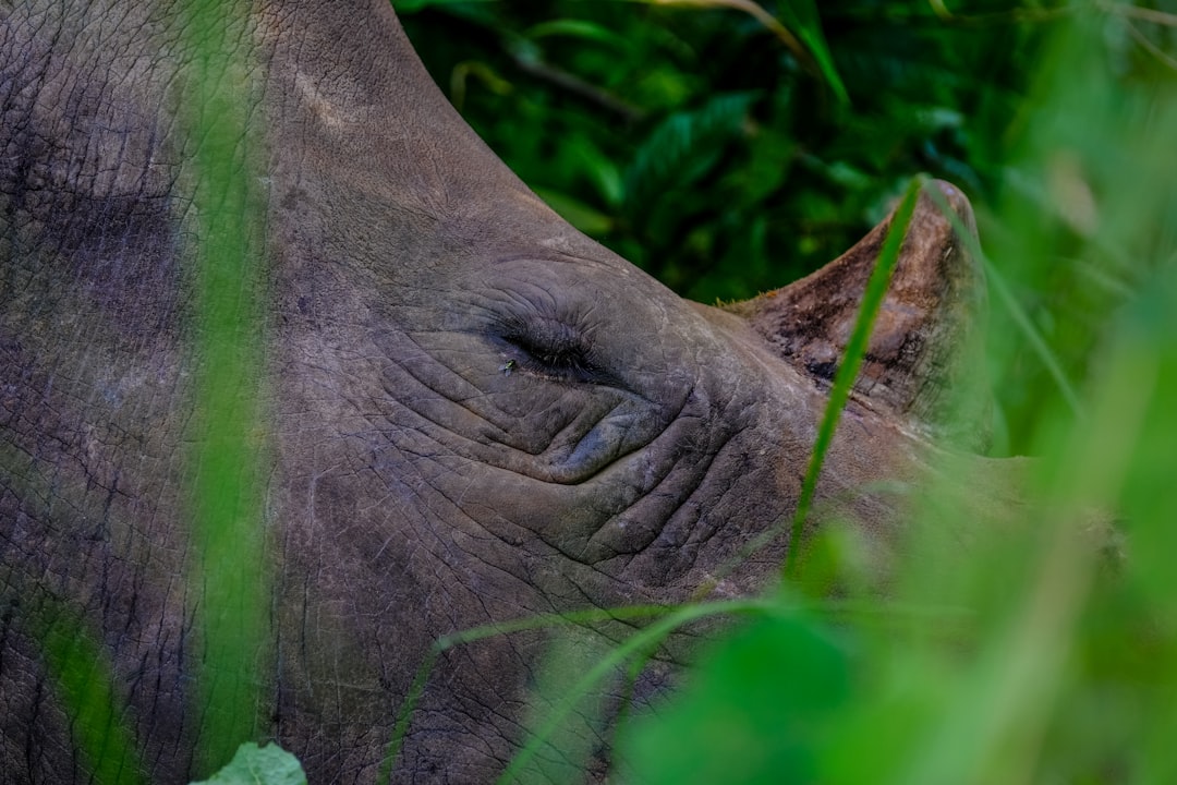 rhino near trees