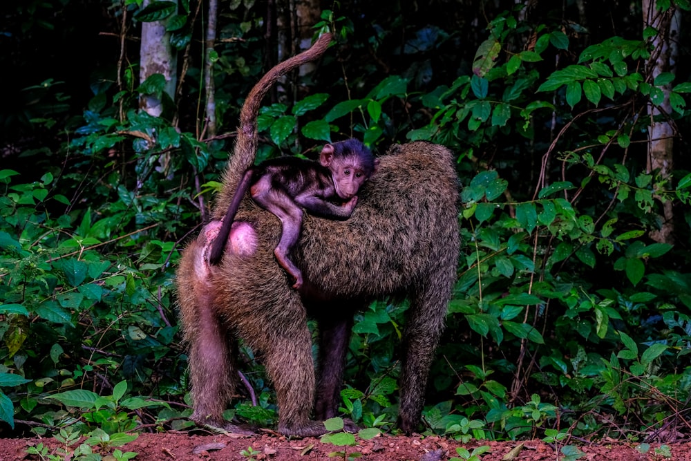 baboon under tree