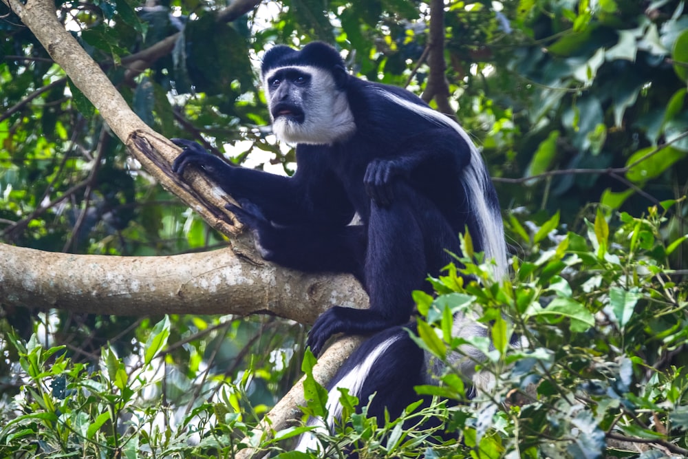 black and white animal sitting on tree branch during daytime