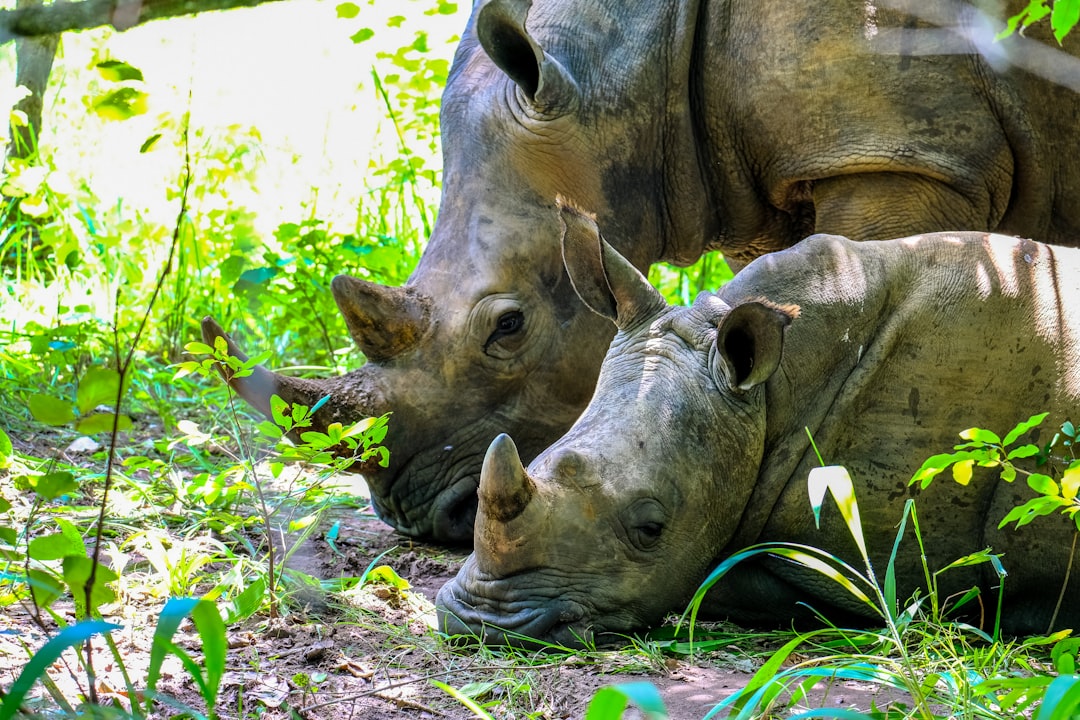 two rhinoceros during daytime