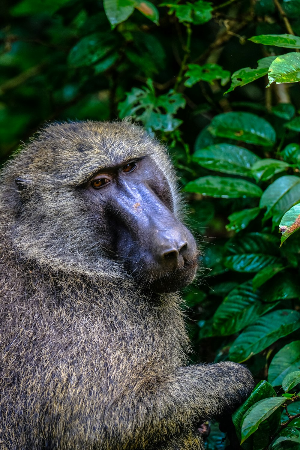 Macaco marrom perto da árvore durante o dia