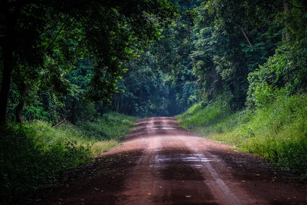 brown forest road photo