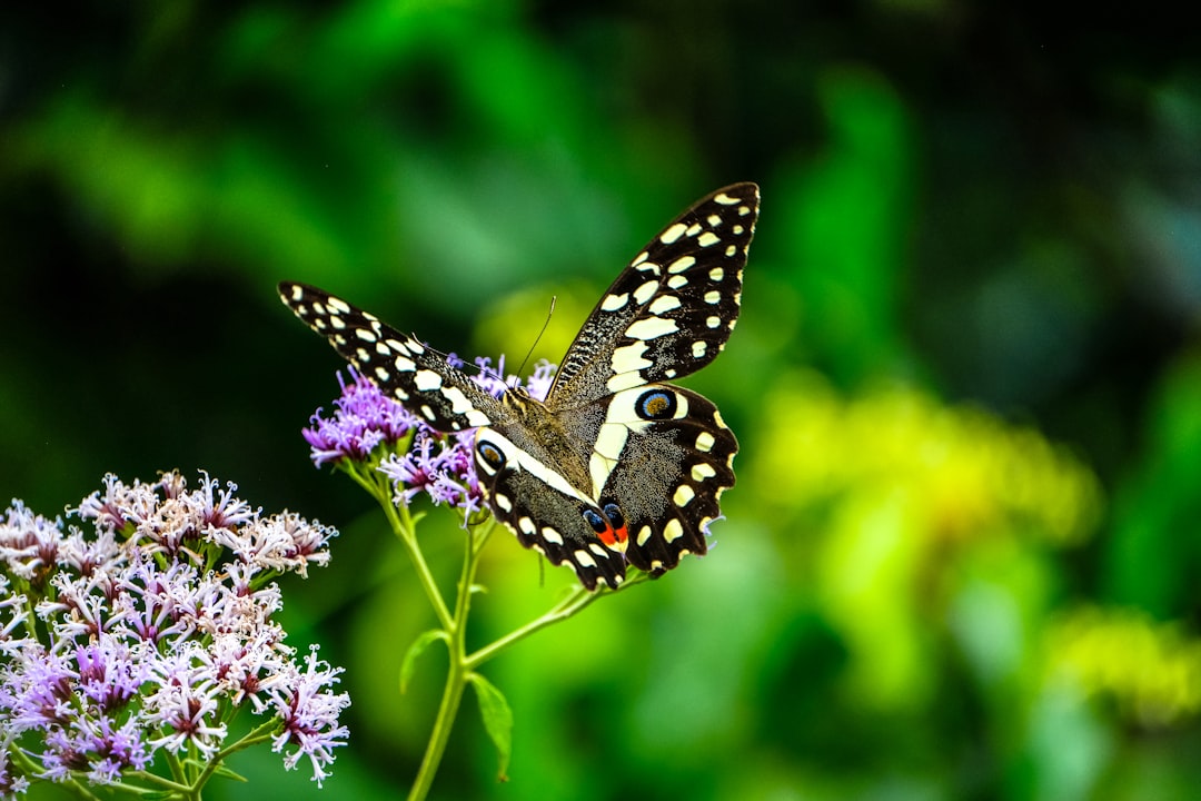 black, white, and grey butterfly on flower during daytime