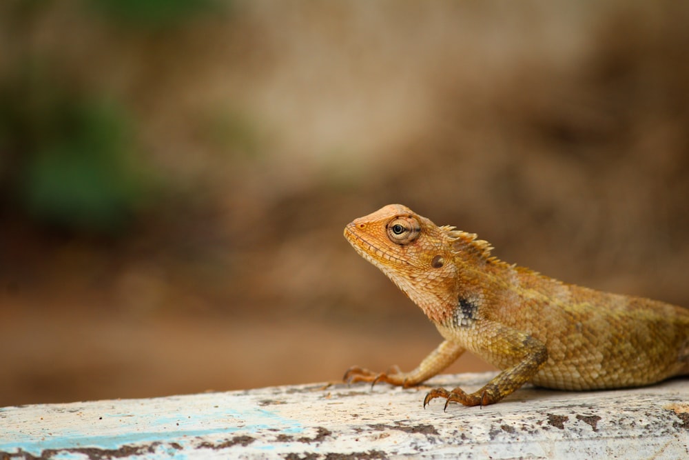 shallow focus photography of brown and white lizard