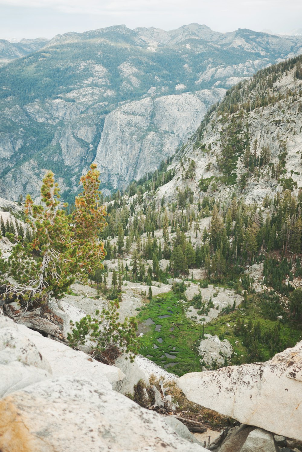 green trees on mountains