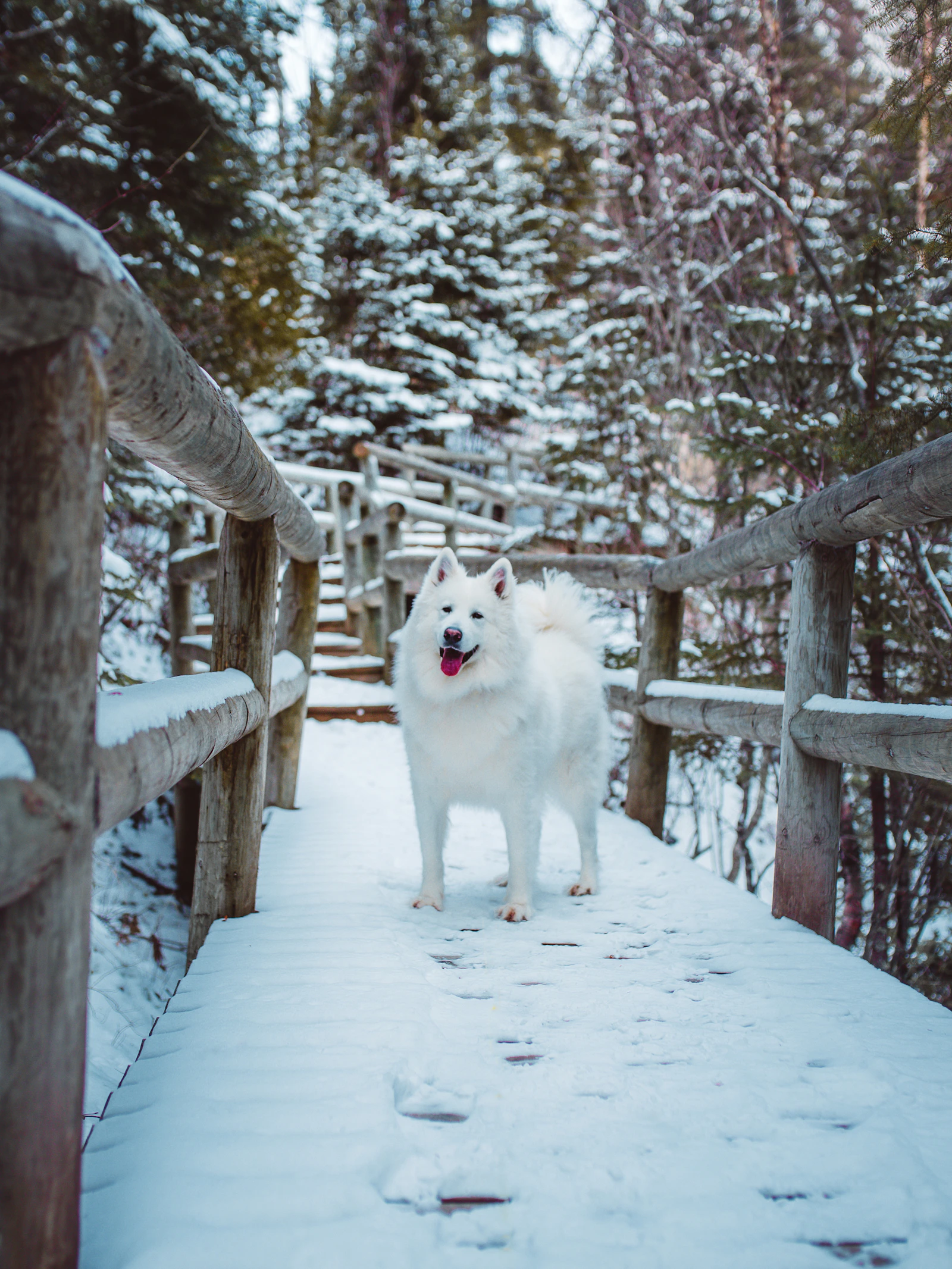 Adult white Samoyed standing outdoors, photo on Unsplash
