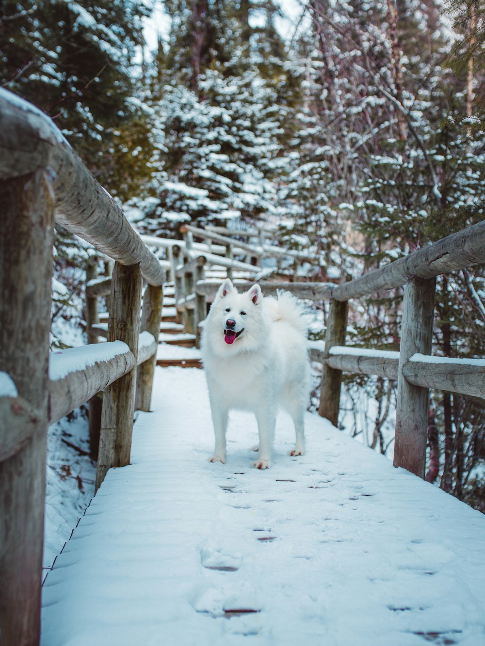 adult white Samoyed standing on brown wooden bridge at daytime