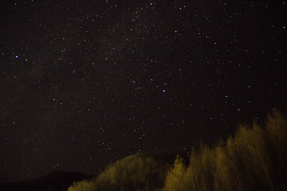 worms-eye view of night stars