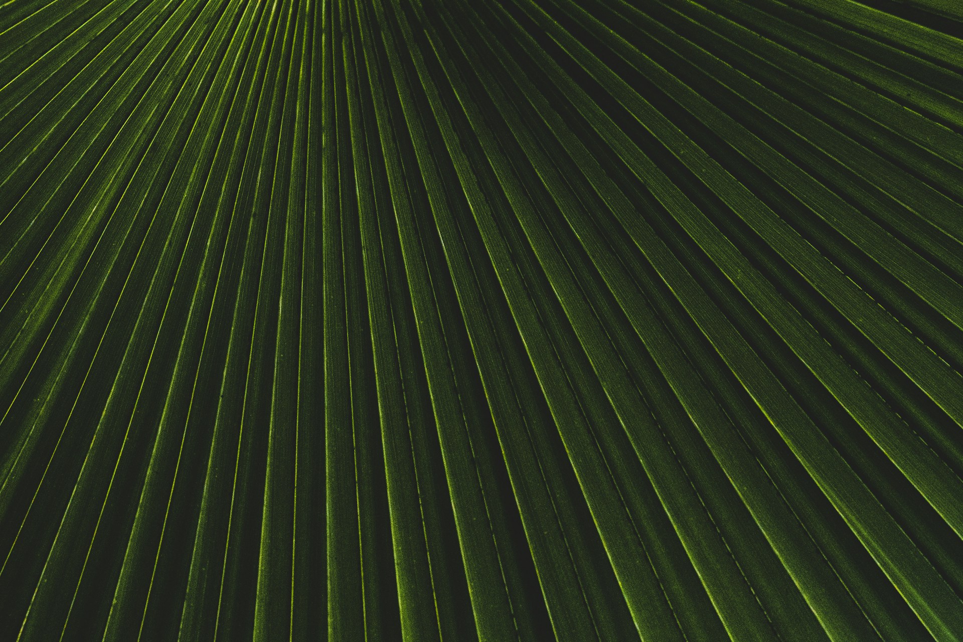 green and white stripe textile