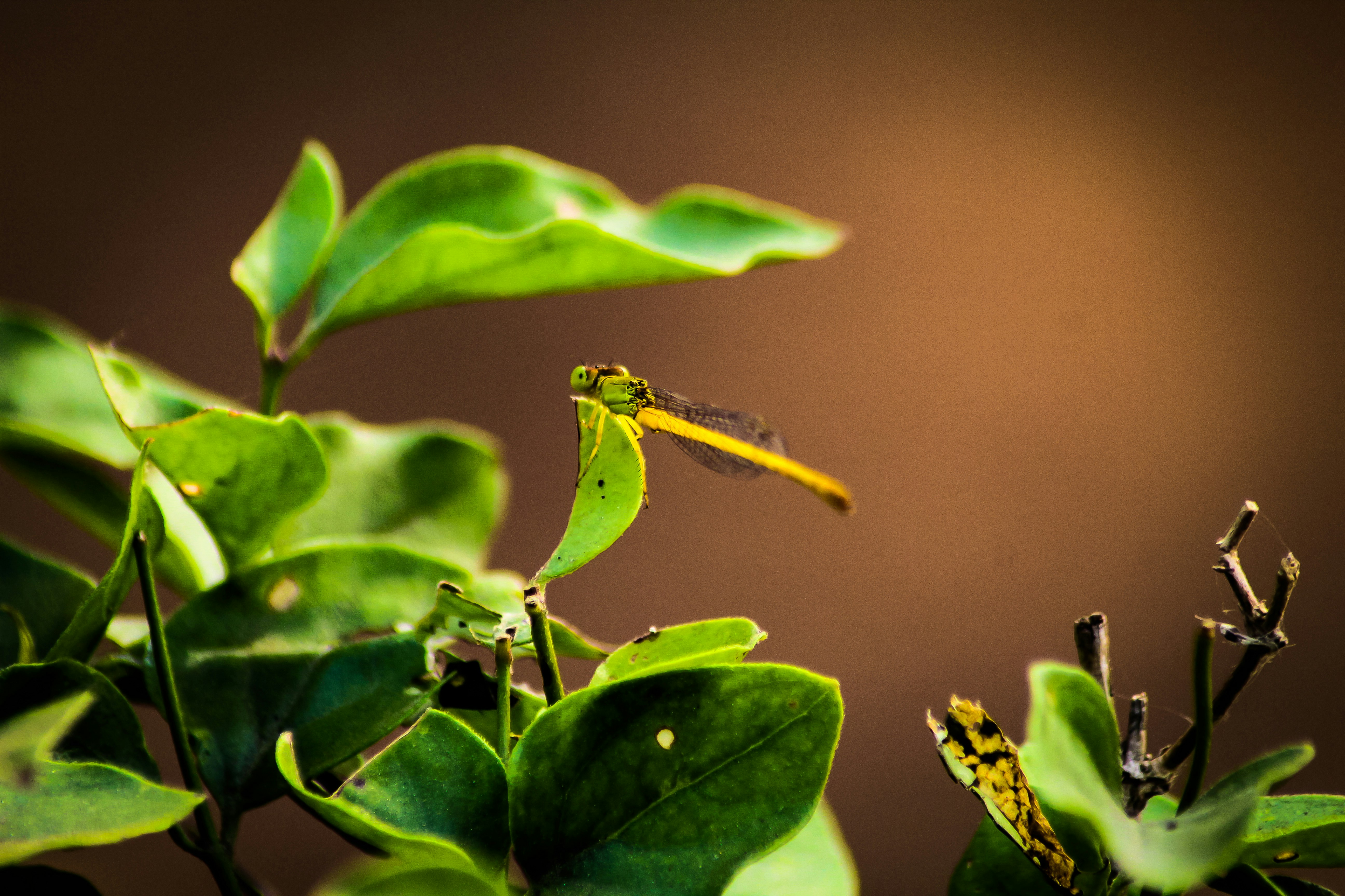 Photo by omkeshari789