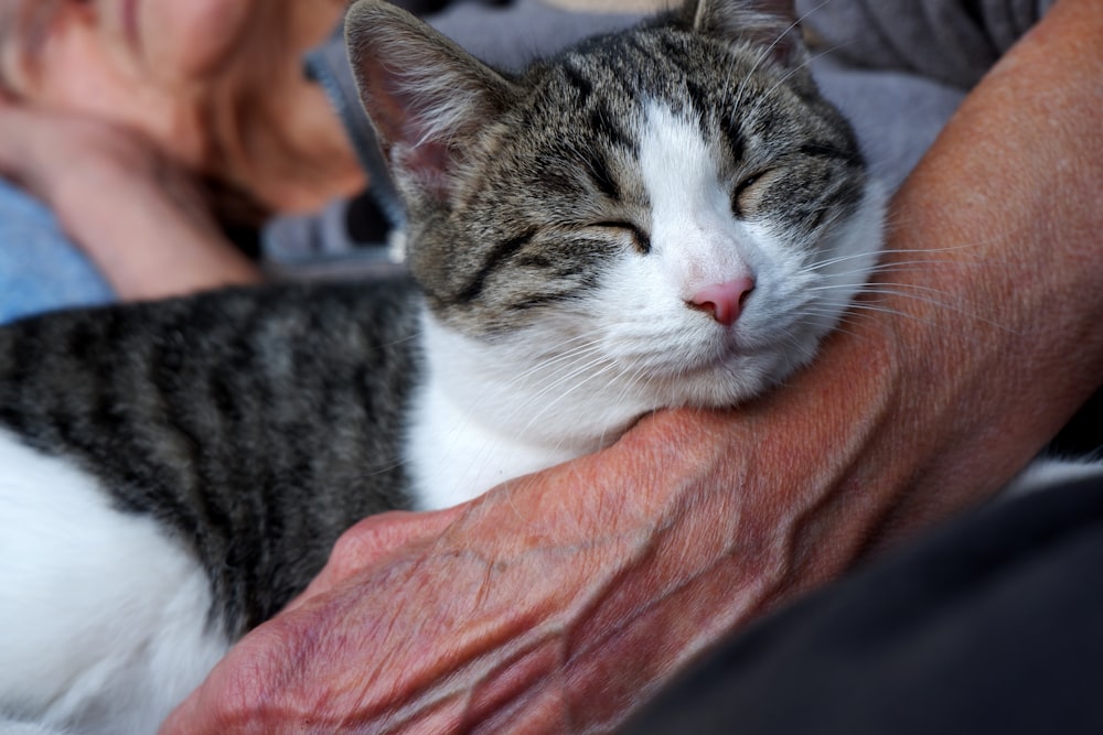 person beside gray and white cat