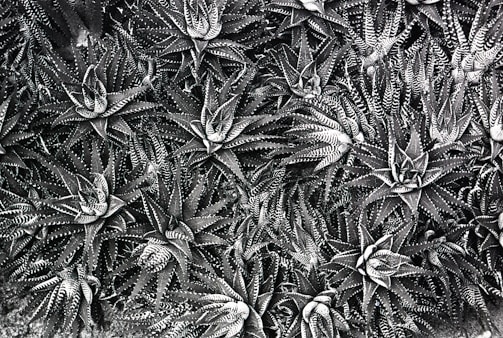 A dense arrangement of spiky succulent plants, specifically aloe or similar species, with intricate patterns formed by their overlapping leaves.