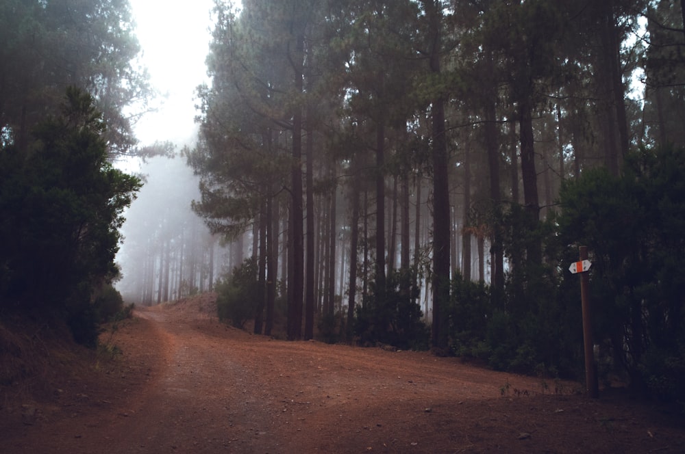 walkway between trees