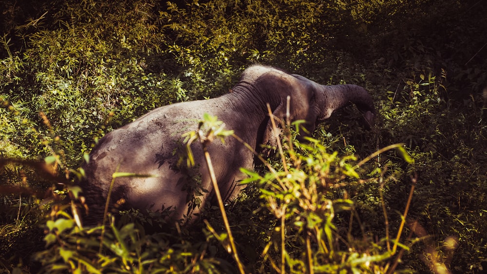 brown elephant on green field