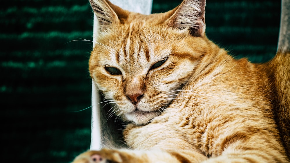 オレンジ色のぶち猫の写真