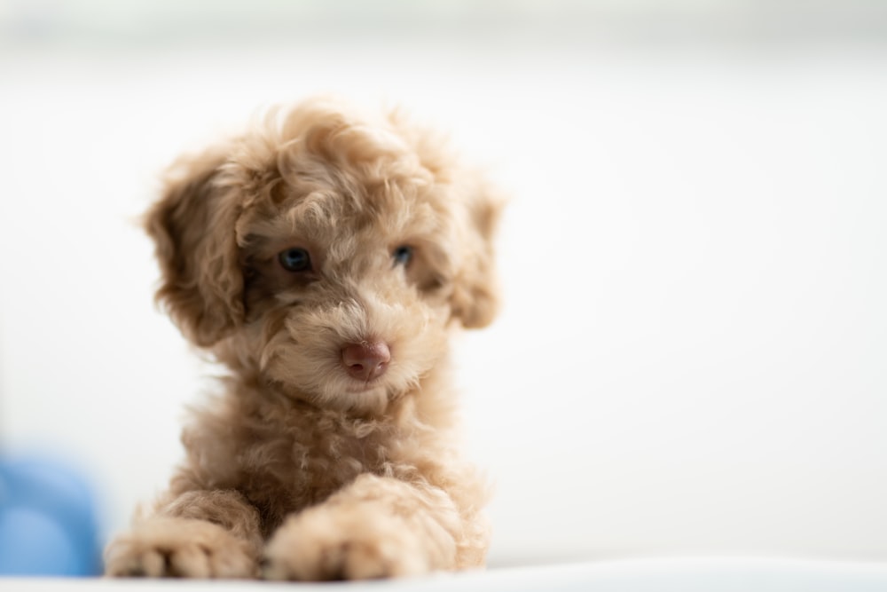 medium-coated tan puppy on white textile