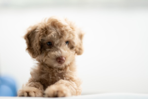 A small, fluffy puppy with curly beige fur is gazing forward with a soft expression. The background is blurred, giving a gentle bokeh effect that highlights the puppy's playful and innocent demeanor.