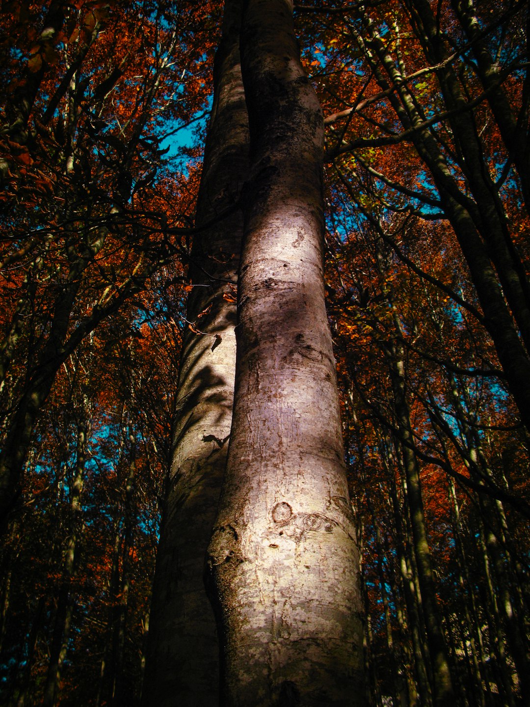 brown tree trunk during daytime close-up photography