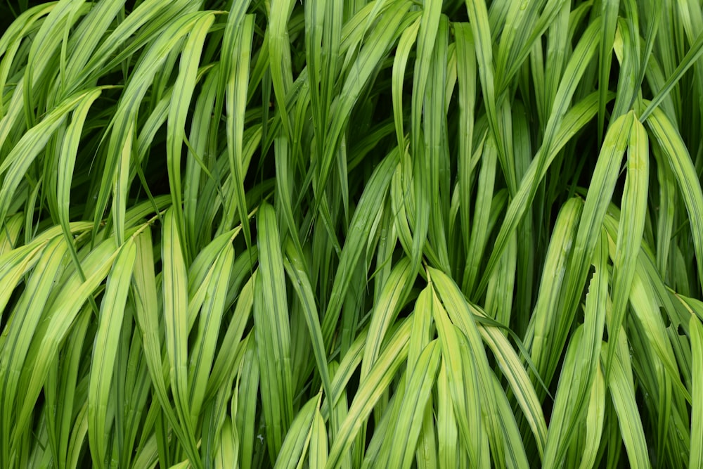 green linear leafed plant