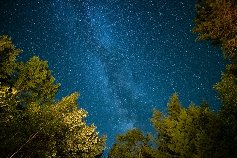 low angle photography of green leafed trees