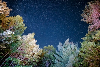 low angle photo of trees