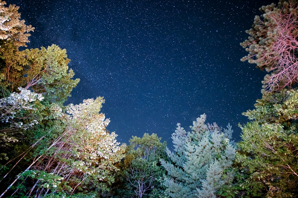 low angle photo of trees