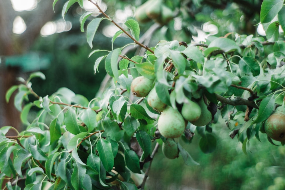 selective focus photo of round green fruit